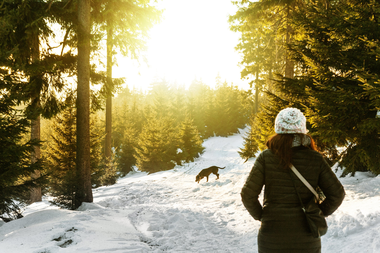 5K Training with Your Dog