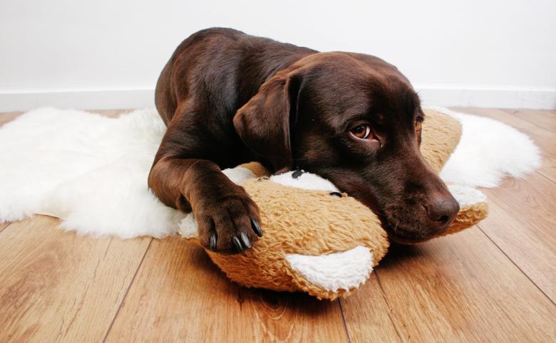 How to Keep a Good Dog Down