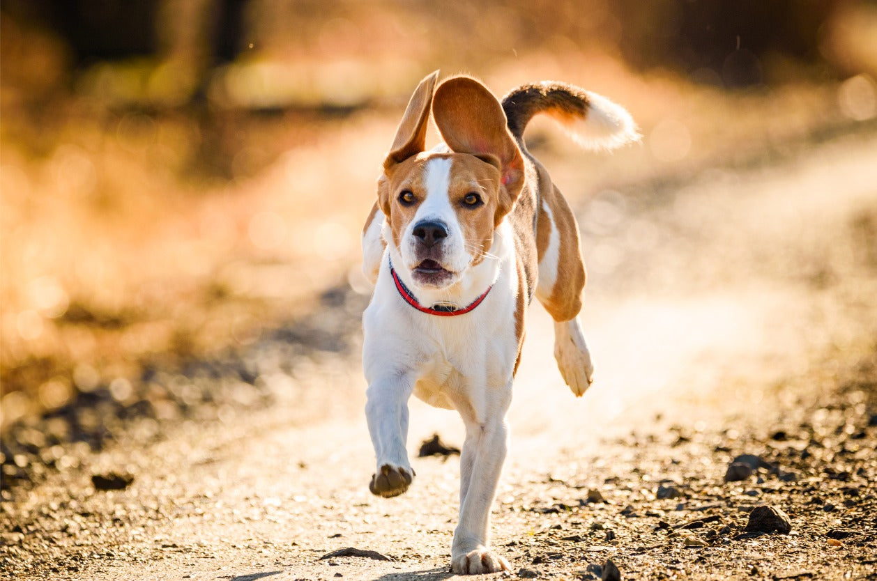 Keeping your dog's paws safe in summer - Dog running on a hiking trail in summer.