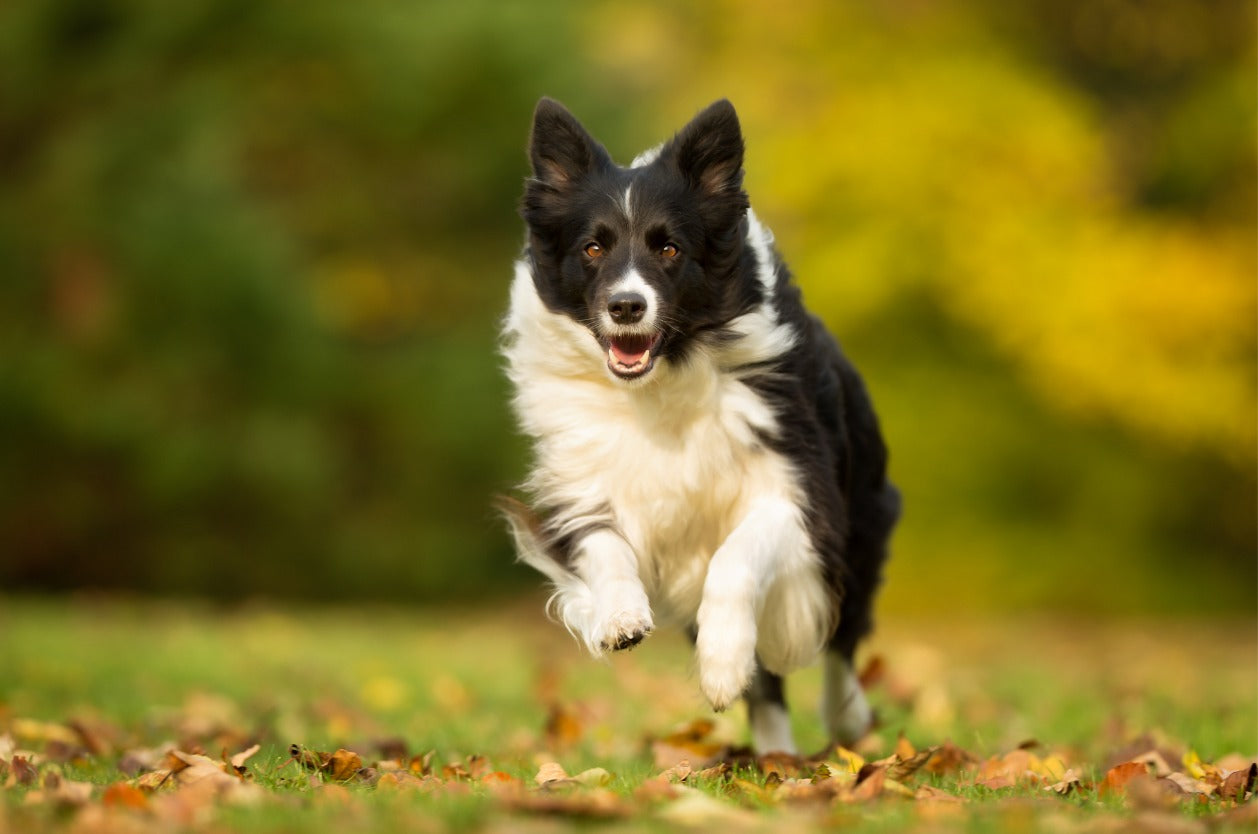 Jogging with your dog - A Border Collie running in an outdoor field full of leaves.