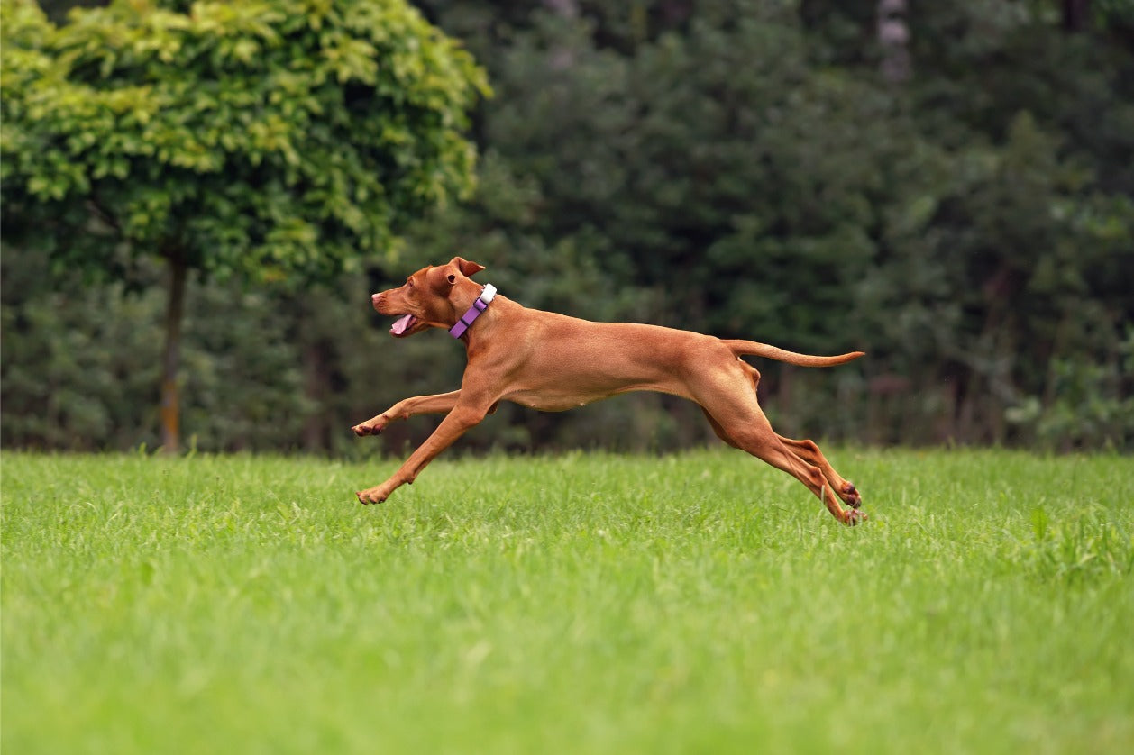 Dog running on the grass outdoors - running with your dog in the rain.