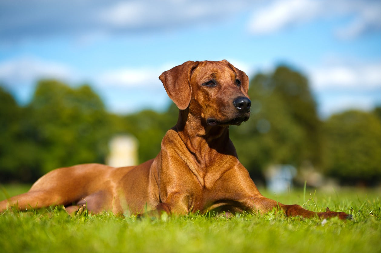 Choosing a collar vs. a harness - Rhodesian Ridgeback relaxing on the grass.