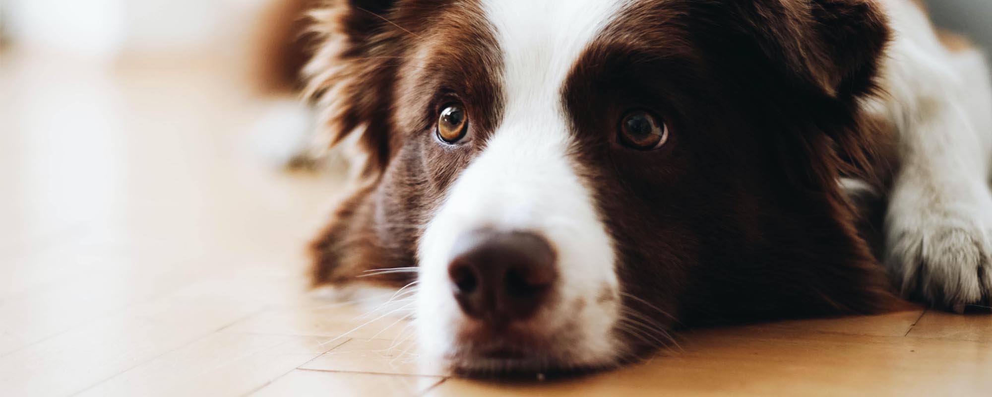 Dog on the floor that wants to run 