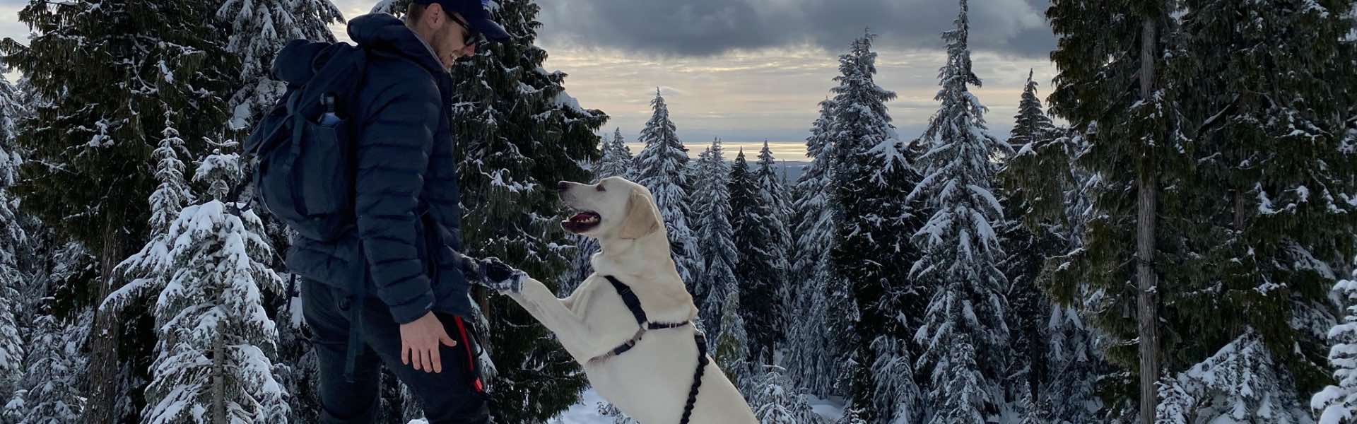 Iron Doggy Hands-Free Dog Leash hiking with yellow lab on mountain